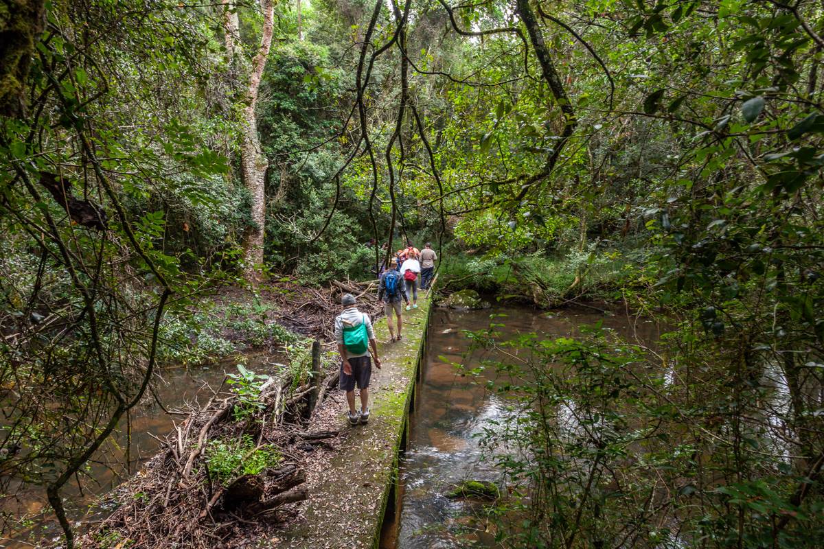 Hiking during the level one P'aqo course in the Eastern Cape forests, South Africa.